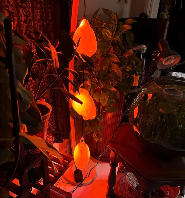 Photo 1 shared by Jordan H. with their Fish Lamp review